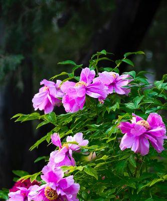 牡丹花开花时间分析（探究牡丹花的开花规律和成长环境）