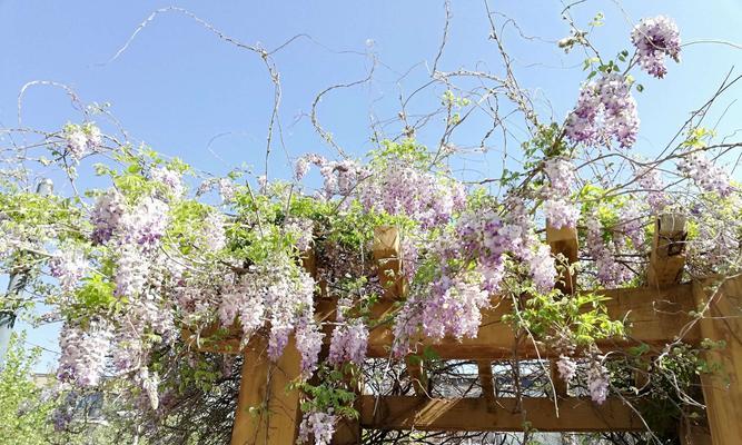 四月花开如画（探寻春日花卉的妙处）