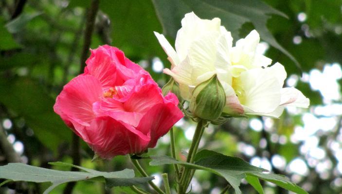 芙蓉花花期过后的管理方法（让芙蓉花继续美丽生长）