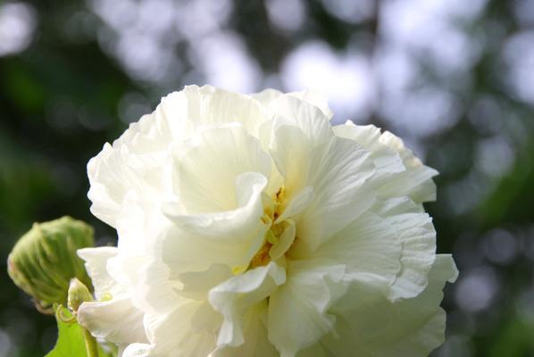 芙蓉花花期过后的管理方法（让芙蓉花继续美丽生长）