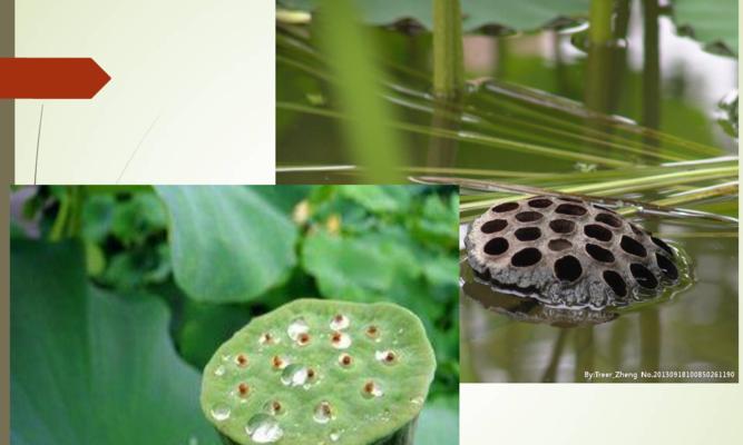 植物的种子传播（了解植物的种子传播方式，促进植物生长）