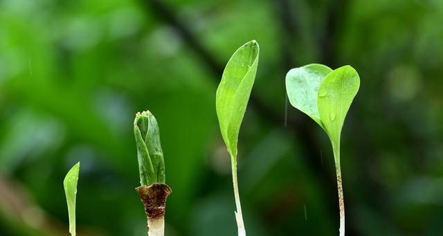 植物的生长条件（植物生长必备条件与影响因素）