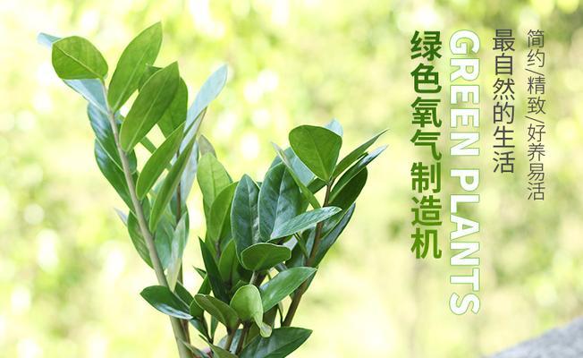 金钱树幼苗培植的步骤和技巧（金钱树幼苗培植的步骤和技巧）