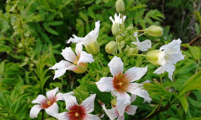 喜阳植物大全——阳光和温暖的代表（探索那些喜欢明媚阳光和温暖气候的植物）