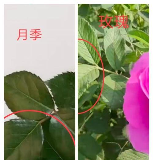 月季花与玫瑰花的区别（看懂这些区别，让你在园艺上更加专业）