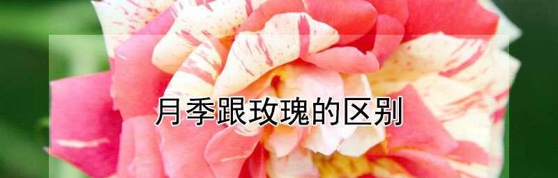 月季花与玫瑰花的区别（看懂这些区别，让你在园艺上更加专业）