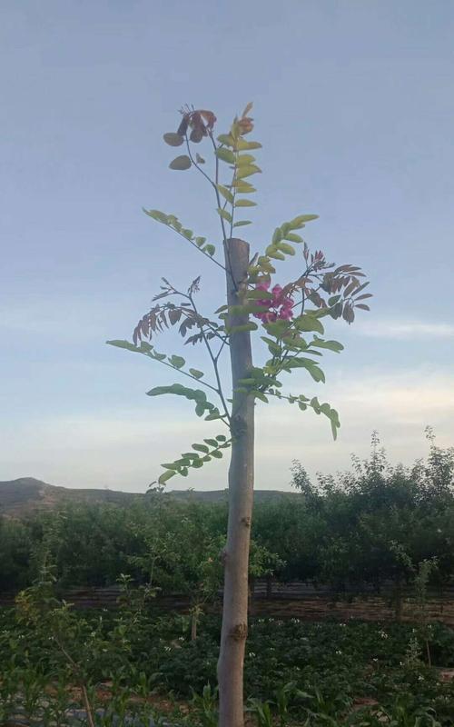 如何种植山槐树花（从种子到花海的完整指南）