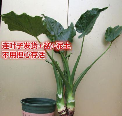 海芋与滴水观音的区别（从色彩、形态、养护等方面对比，帮你挑选更适合的盆栽）