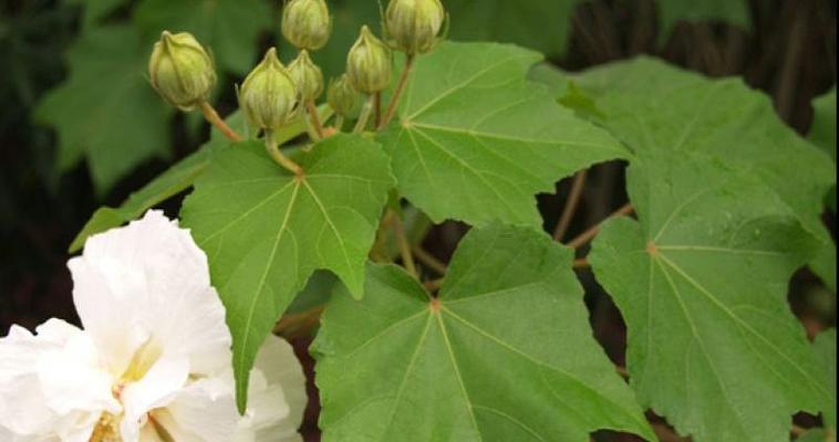 水培芙蓉花叶片的方法（打造健康、美丽的芙蓉花）