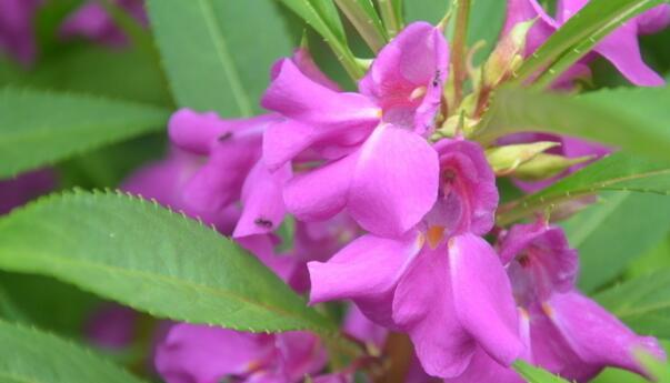 从种子到花开——如何种植凤仙花（一步一步，轻松上手，让凤仙花在你家开出绚烂的花朵）