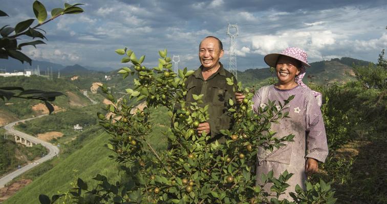 油茶树种植的条件（了解油茶树的适宜种植条件，打造高产优质的油茶基地）