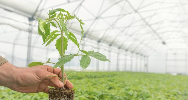 小番茄种植全攻略（从种子选购到收获，小番茄种植实用指南）