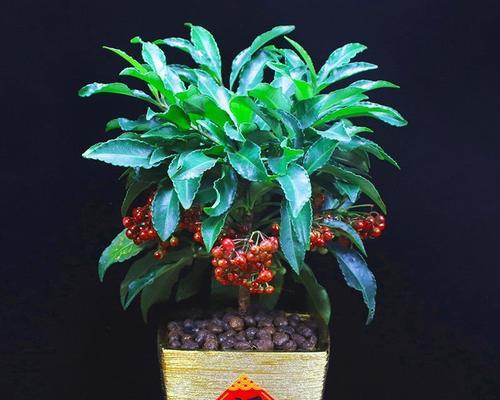 室内养花植物指南（让室内空气更清新的8种花植物）