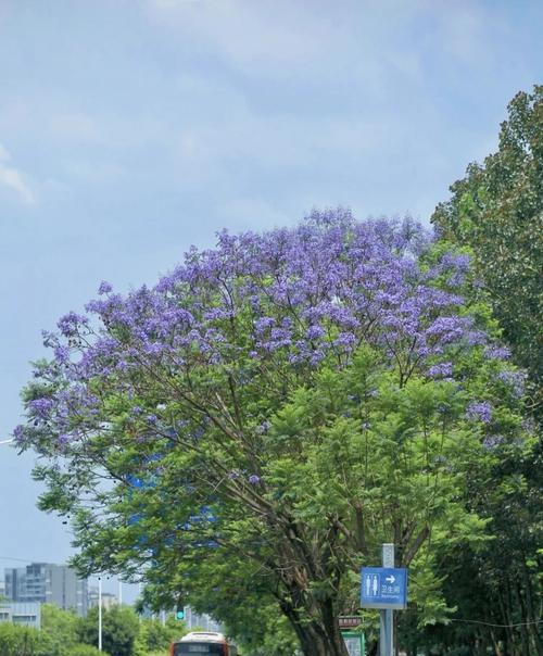 蓝花楹的冻害问题（低温对蓝花楹的影响及防治措施）