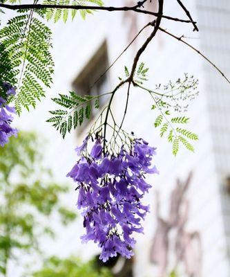 蓝花楹的冻害问题（低温对蓝花楹的影响及防治措施）