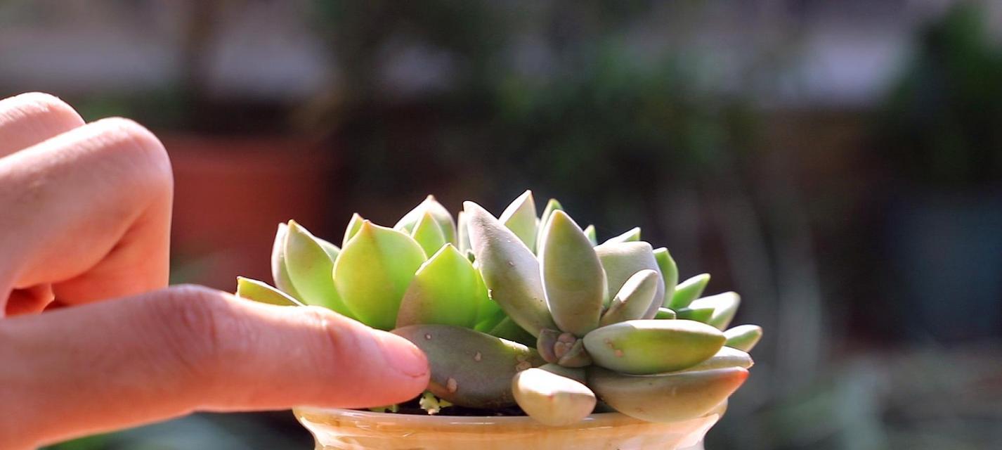 多肉植物如何浇水（细节决定成败，掌握这一关键点）