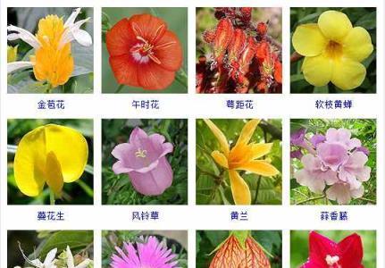 秋花绽放，美景如画（探秋花之美，共赏百花盛开）