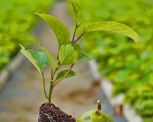 如何种植百香果树苗（从种子到成树，全面教你种植百香果树苗）