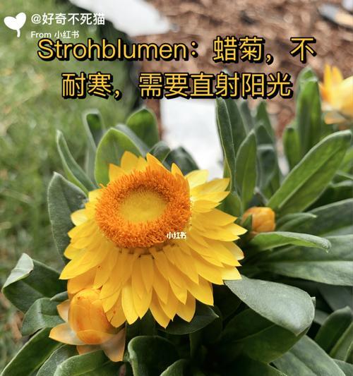 蜡菊耐寒温度（探究蜡菊在极寒环境下的生存能力）