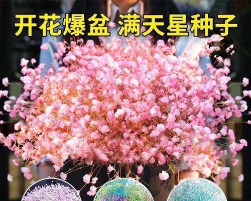 满天星家庭种植方法（打造属于你的花海世界，从满天星开始）