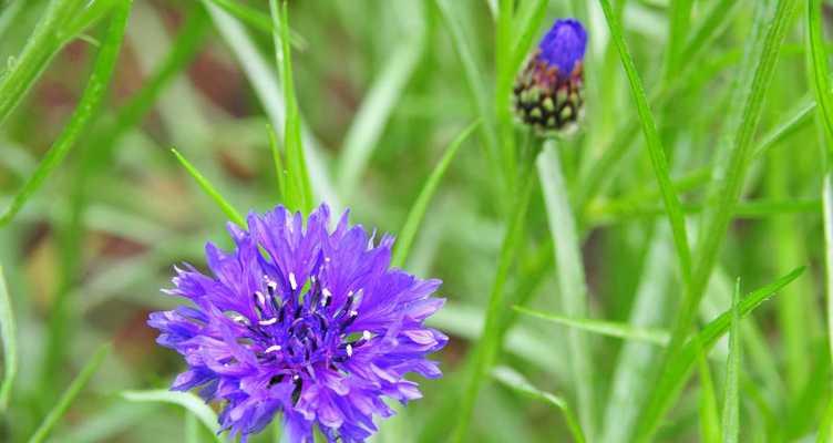 如何成功种植矢车菊？（养护技巧、肥料施用及病虫害防治）