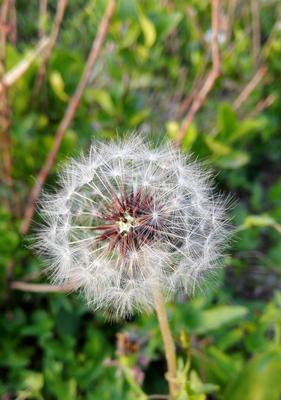 蒲公英种子种植指南（如何让蒲公英开满你的花园？）