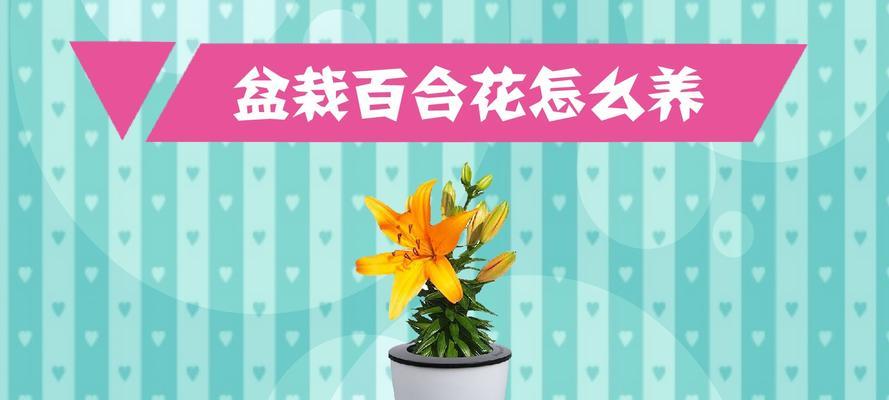 盆栽百合花的养护之道（从种植到开花，如何让百合盆栽繁茂健康）