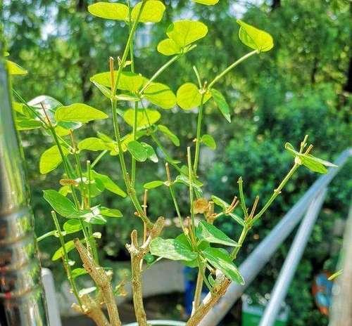 如何修剪紫色茉莉花（技巧、时间、方法）