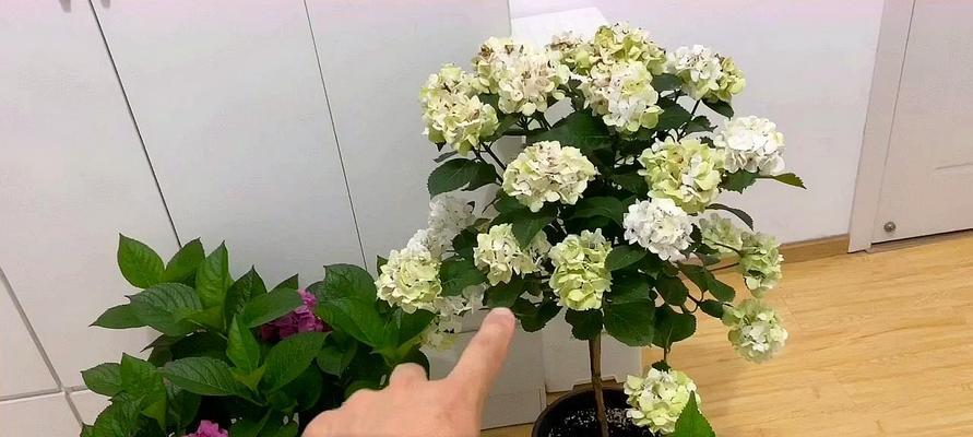 如何成功种植绣球花？（花期长、观赏性强，）