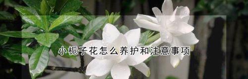 栀子花的秋冬养护（为您详细介绍如何正确护理栀子花的秋冬季节）