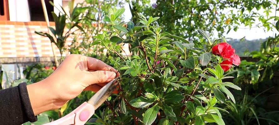 杜鹃花浇水技巧（让你的杜鹃花开得更加艳丽）