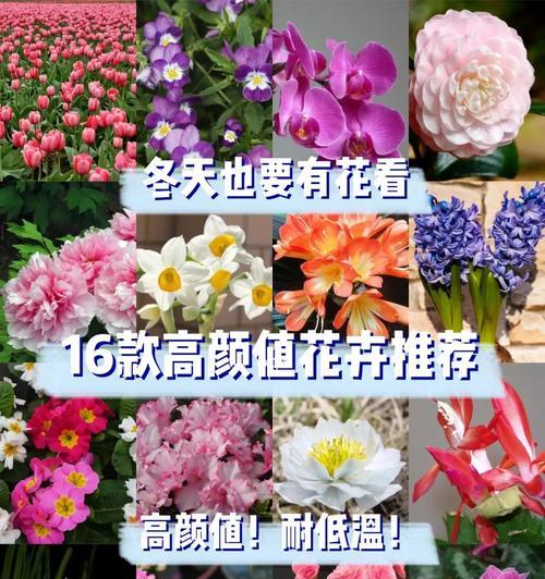 冬日阳光下最美的花——迎春花（寒冬里的花海，让你心旷神怡）