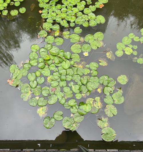 探秘睡莲的生长之旅（一朵花的诗意与魅力）