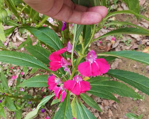 非洲重瓣凤仙花的寿命（寿命长短取决于环境与护理——了解非洲重瓣凤仙花的生存之道）