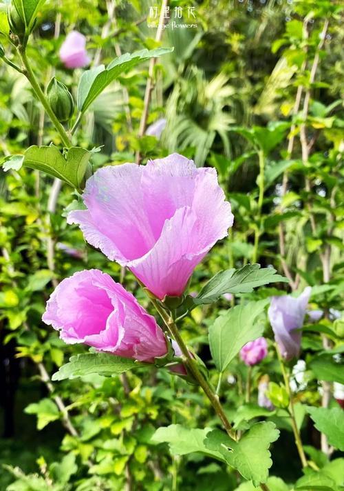 木芙蓉和木槿的区别（了解这两种花的特点，更好地欣赏花的美）