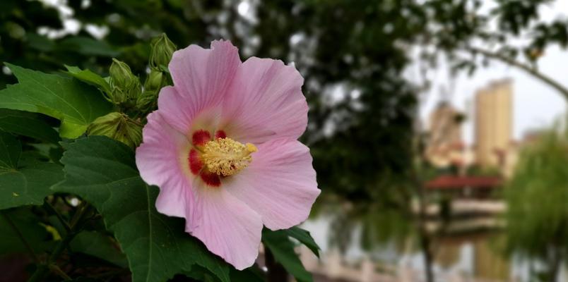 木芙蓉和木槿的区别（了解这两种花的特点，更好地欣赏花的美）