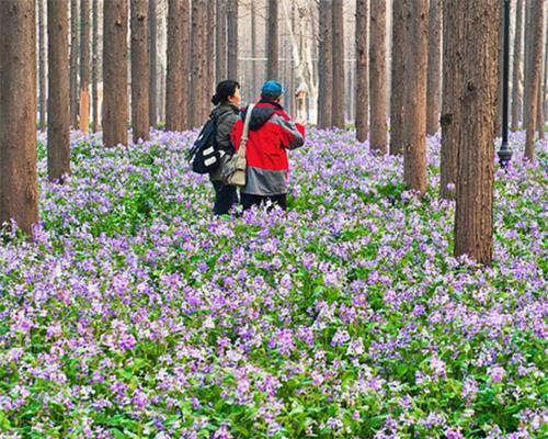 二月兰的种植与养护（从播种到开花，你需要知道的一切）