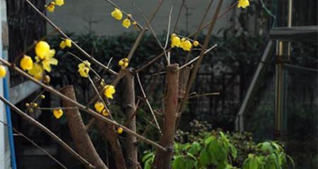 腊梅花开花时节的奥秘（揭秘腊梅花开花时间和关键因素，助您更好地欣赏腊梅花的美）