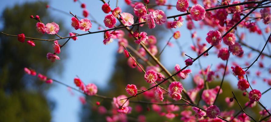 梅花之美——揭示梅花象征的深刻内涵（探究梅花象征的文化内涵与寓意）