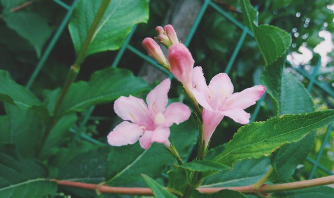 锦带花（神秘而迷人，锦带花的花语传达情感之美）