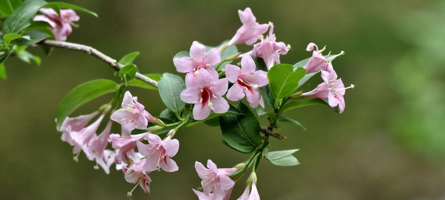 锦带花的花语与寓意（解读锦带花的神秘语言，感受花语的深情寓意）