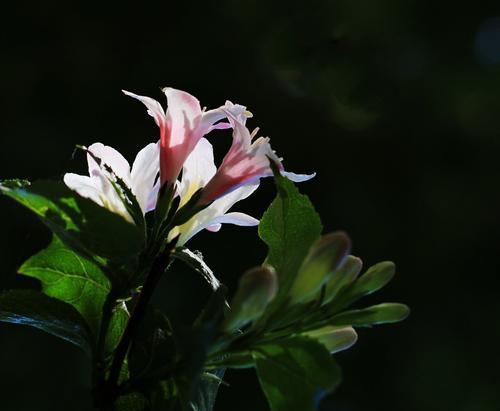 锦带花的文化背景与花语之谜（解读锦带花的象征意义，了解其在不同文化中的应用）