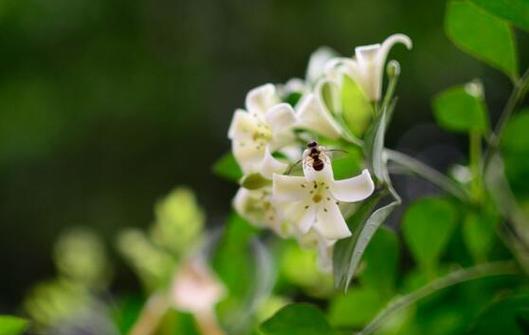 九里香花语与寓意（唤醒心灵的香气，寄托情感的九里香）