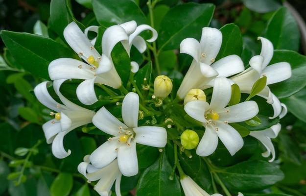 九里香花语解读（以花语为纽带，感受九里香的美丽与深情）