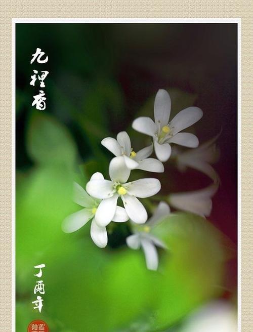 九里香花语解读（以花语为纽带，感受九里香的美丽与深情）