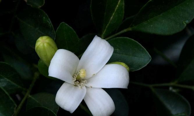 九里香——芳香中的寓意（馨香犹在，意境如诗）