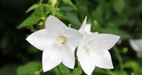 桔梗花开，白色花语永恒（桔梗白色花语解析及寓意）