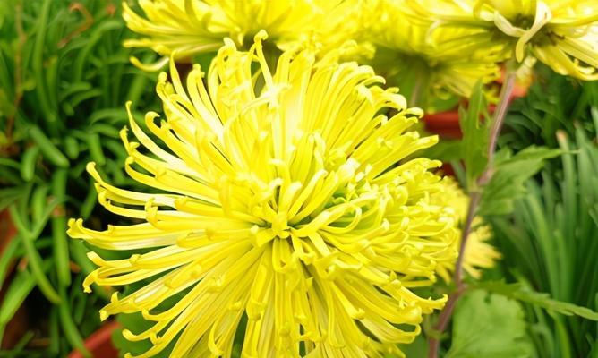 小雏菊花语之美——花开如梦，寄托真情（小雏菊花语传递爱与希望）