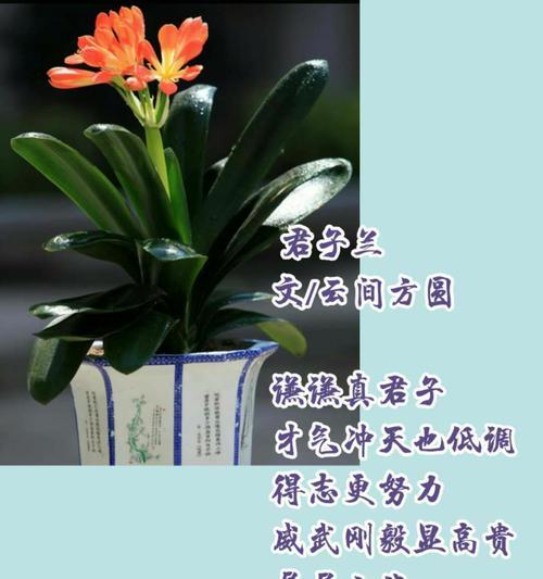 君子兰之美（探寻君子兰的深层寓意，解读花语之美）