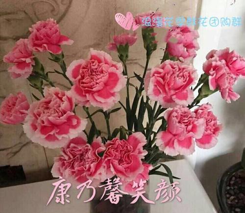 康乃馨花语的多彩含义（探秘康乃馨花语，解读不同颜色背后的情感密码）